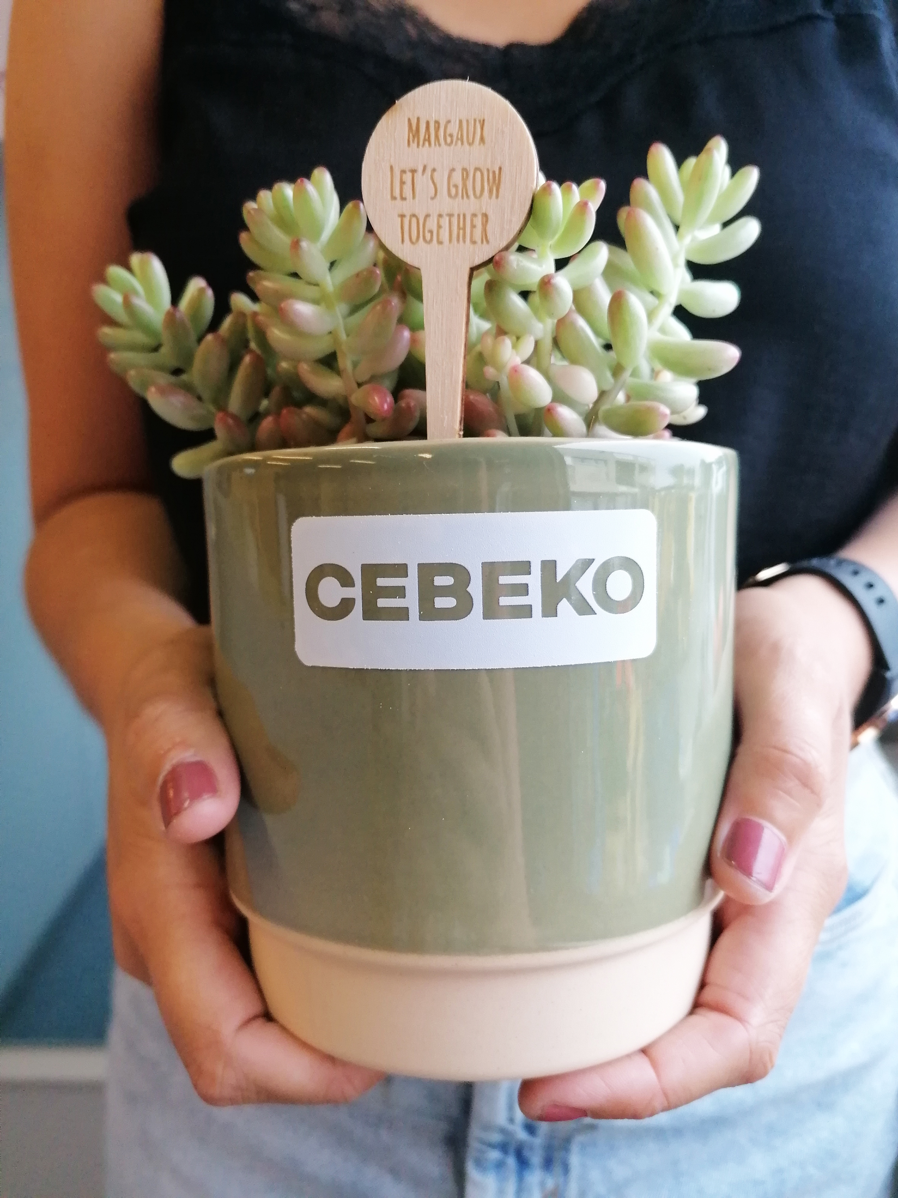 Plantiful vetplantjes CEBEKO